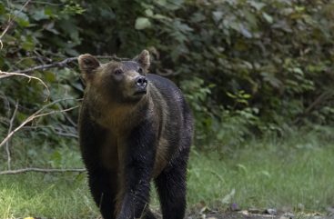 {{brizy_dc_image_alt entityId=