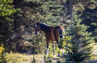 {{brizy_dc_image_alt entityId=